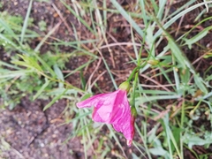 Convolvulus chinensis