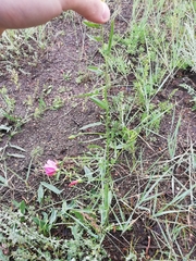 Convolvulus chinensis