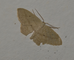 Scopula perlata