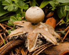 Geastrum minimum