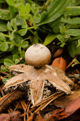 Geastrum minimum