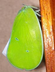Flatida viridula