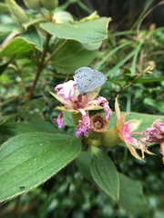 Celastrina lavendularis himilcon