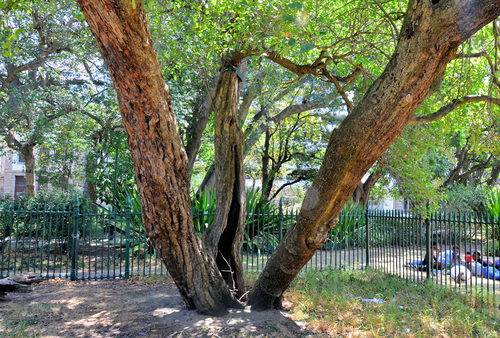 Pyrus communis iNat (2)