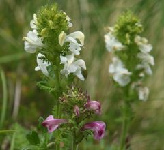 Pedicularis gyroflexa
