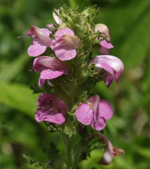 Pedicularis gyroflexa