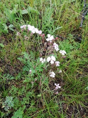 Silene linnaeana