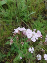 Silene linnaeana