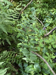 Dryopteris clintoniana