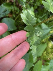Dryopteris clintoniana