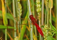 Crocothemis erythraea