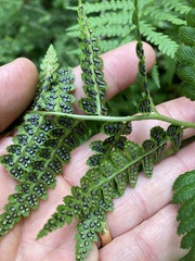 Dryopteris clintoniana