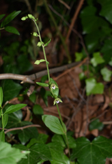 Epipactis bugacensis rhodanensis