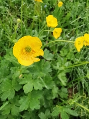 Ranunculus montanus