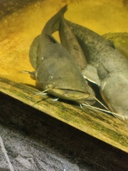 Siluridae