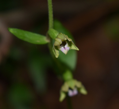 Epipactis bugacensis rhodanensis