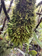 Chandonanthus squarrosus