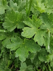 Ranunculus montanus