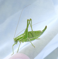 Poecilimon intermedius