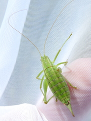 Poecilimon intermedius