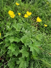 Ranunculus montanus