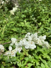 Filipendula ulmaria