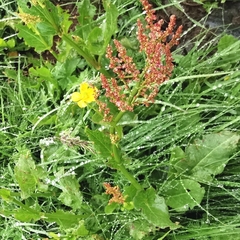 Rumex arifolius