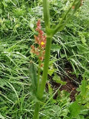 Rumex arifolius