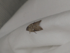 Nycteola indica