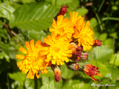 Pilosella aurantiaca