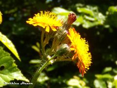 Pilosella aurantiaca