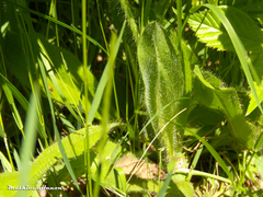 Pilosella aurantiaca