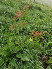 Rumex arifolius