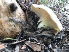 Omphalotus nidiformis