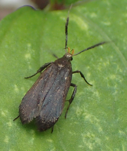 Little Devil Moth photo 5