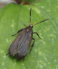 Dichomeris nonstrigella