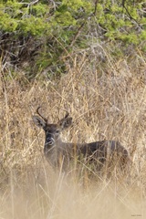 Odocoileus virginianus carminis