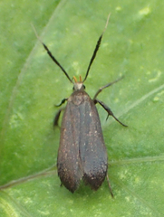 Dichomeris nonstrigella