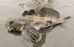 Hemilepidotus jordani