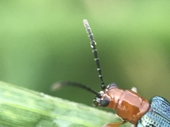 Hapsidolemoides