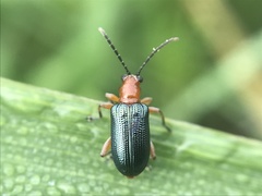 Hapsidolemoides