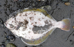 Limanda aspera