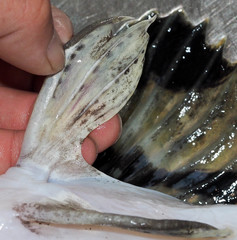 Hemilepidotus jordani