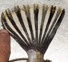 Hemilepidotus jordani