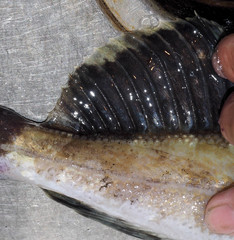 Hemilepidotus jordani