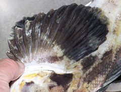 Hemilepidotus jordani