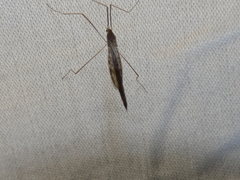 Conosia irrorata