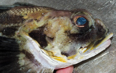 Hemilepidotus jordani