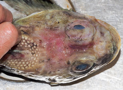 Hemilepidotus jordani