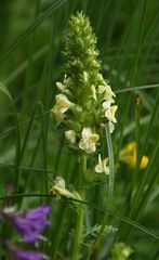 Pedicularis julica